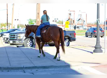 American Quarter Horse, Klacz, 6 lat, 152 cm, Cisawa