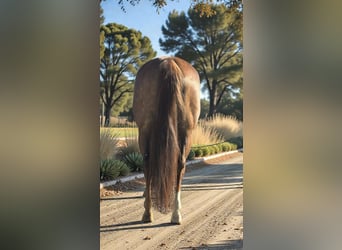 American Quarter Horse, Klacz, 6 lat, 152 cm, Cisawa