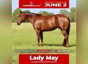 American Quarter Horse, Klacz, 6 lat, 152 cm, Cisawa