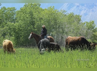 American Quarter Horse, Klacz, 6 lat, 152 cm, Cisawa