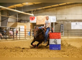 American Quarter Horse, Klacz, 6 lat, 152 cm, Gniada