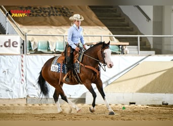 American Quarter Horse, Klacz, 6 lat, 152 cm, Gniada