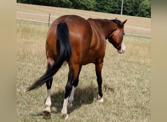 American Quarter Horse, Klacz, 6 lat, 152 cm, Gniada