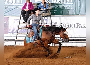 American Quarter Horse, Klacz, 6 lat, 152 cm, Gniada