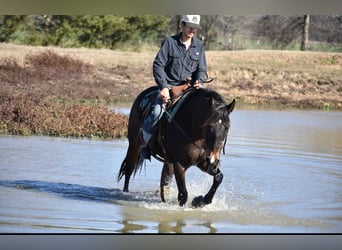 American Quarter Horse, Klacz, 6 lat, 152 cm, Gniada