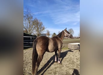 American Quarter Horse, Klacz, 6 lat, 152 cm, Grullo