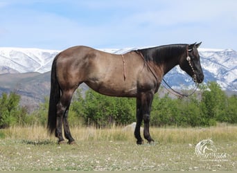 American Quarter Horse, Klacz, 6 lat, 152 cm, Grullo