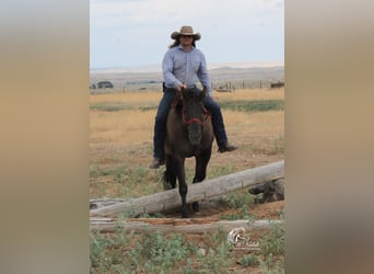 American Quarter Horse, Klacz, 6 lat, 152 cm, Grullo