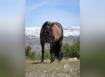 American Quarter Horse, Klacz, 6 lat, 152 cm, Grullo