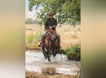 American Quarter Horse, Klacz, 6 lat, 152 cm, Grullo