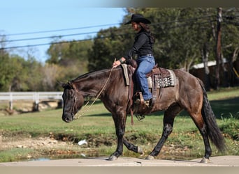 American Quarter Horse, Klacz, 6 lat, 152 cm, Grullo