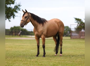 American Quarter Horse, Klacz, 6 lat, 152 cm, Jelenia