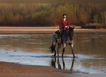 American Quarter Horse, Klacz, 6 lat, 152 cm, Karodereszowata