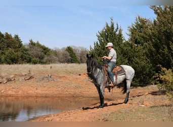 American Quarter Horse, Klacz, 6 lat, 152 cm, Karodereszowata