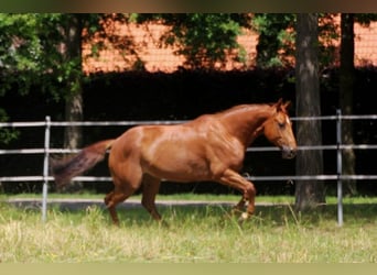 American Quarter Horse, Klacz, 6 lat, 152 cm, Kasztanowata
