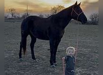 American Quarter Horse, Klacz, 6 lat, 152 cm