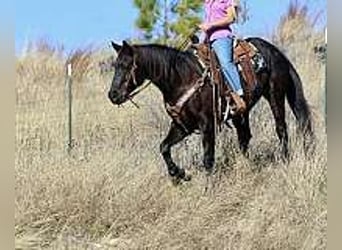 American Quarter Horse, Klacz, 6 lat, 152 cm