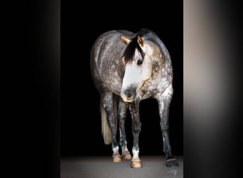 American Quarter Horse, Klacz, 6 lat, 152 cm, Siwa jabłkowita