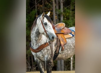 American Quarter Horse, Klacz, 6 lat, 152 cm, Siwa jabłkowita