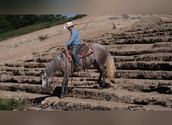 American Quarter Horse, Klacz, 6 lat, 152 cm, Siwa