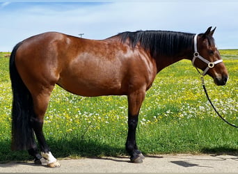 American Quarter Horse, Klacz, 6 lat, 153 cm, Gniada