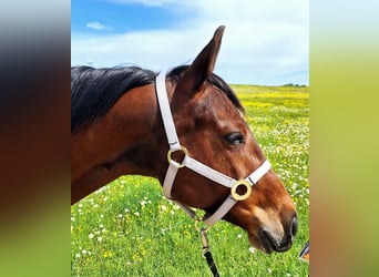 American Quarter Horse, Klacz, 6 lat, 153 cm, Gniada