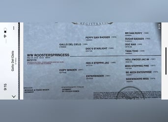 American Quarter Horse, Klacz, 6 lat, 153 cm, Siwa