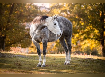 American Quarter Horse, Klacz, 6 lat, 153 cm, Siwa