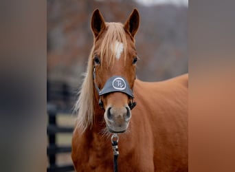 American Quarter Horse, Klacz, 6 lat, 155 cm, Cisawa