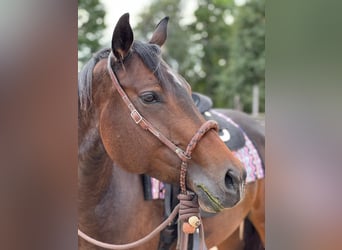 American Quarter Horse, Klacz, 6 lat, 156 cm, Ciemnogniada
