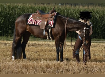 American Quarter Horse, Klacz, 6 lat, 156 cm, Gniada