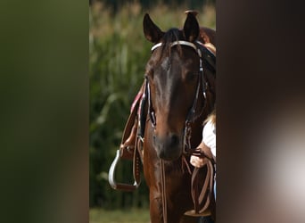 American Quarter Horse, Klacz, 6 lat, 156 cm, Gniada