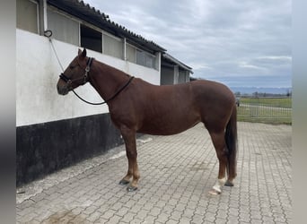 American Quarter Horse Mix, Klacz, 6 lat, 157 cm, Ciemnokasztanowata