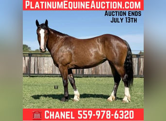 American Quarter Horse, Klacz, 6 lat, 157 cm, Gniada