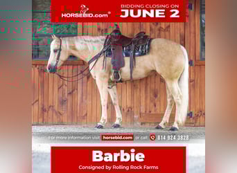 American Quarter Horse, Klacz, 6 lat, 157 cm, Izabelowata