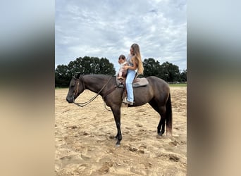 American Quarter Horse, Klacz, 6 lat, 160 cm, Kara