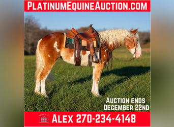 American Quarter Horse, Klacz, 6 lat, 163 cm, Ciemnokasztanowata