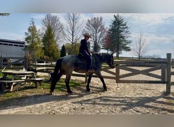 American Quarter Horse Mix, Klacz, 6 lat, 163 cm, Gniadodereszowata
