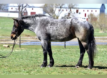 American Quarter Horse Mix, Klacz, 6 lat, 163 cm, Gniadodereszowata