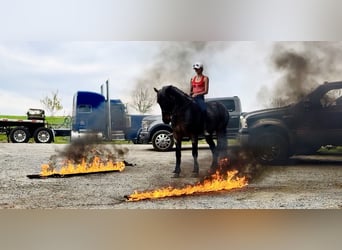 American Quarter Horse Mix, Klacz, 6 lat, 163 cm, Gniadodereszowata