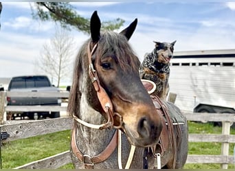 American Quarter Horse Mix, Klacz, 6 lat, 163 cm, Gniadodereszowata
