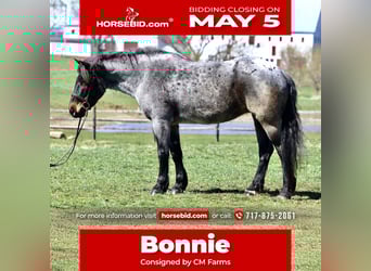 American Quarter Horse Mix, Klacz, 6 lat, 163 cm, Gniadodereszowata