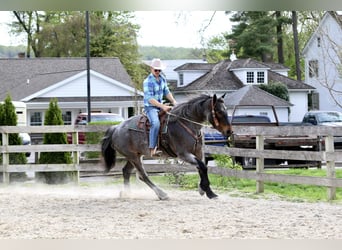 American Quarter Horse Mix, Klacz, 6 lat, 163 cm, Gniadodereszowata