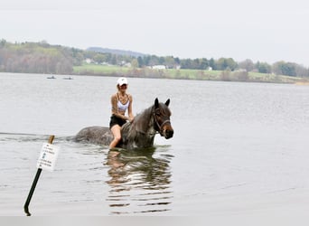 American Quarter Horse Mix, Klacz, 6 lat, 163 cm, Gniadodereszowata