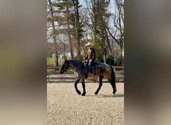 American Quarter Horse Mix, Klacz, 6 lat, 163 cm, Gniadodereszowata