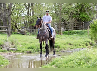 American Quarter Horse Mix, Klacz, 6 lat, 163 cm, Gniadodereszowata