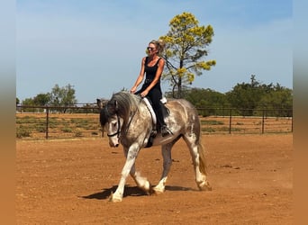 American Quarter Horse, Klacz, 6 lat, 163 cm, Karodereszowata