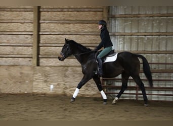 American Quarter Horse, Klacz, 6 lat, 168 cm, Gniada