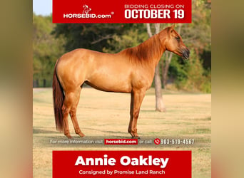 American Quarter Horse, Klacz, 6 lat, Bułana