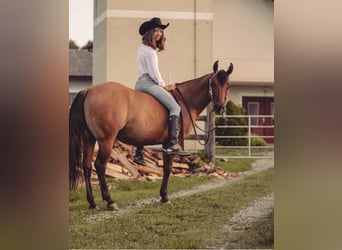 American Quarter Horse, Klacz, 6 lat, Bułana